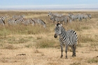 Foto's zebra