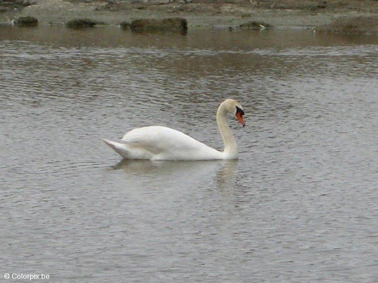 Foto zwaan 1