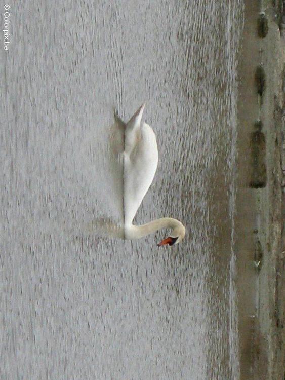 zwaan 1