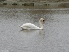Foto zwaan 1