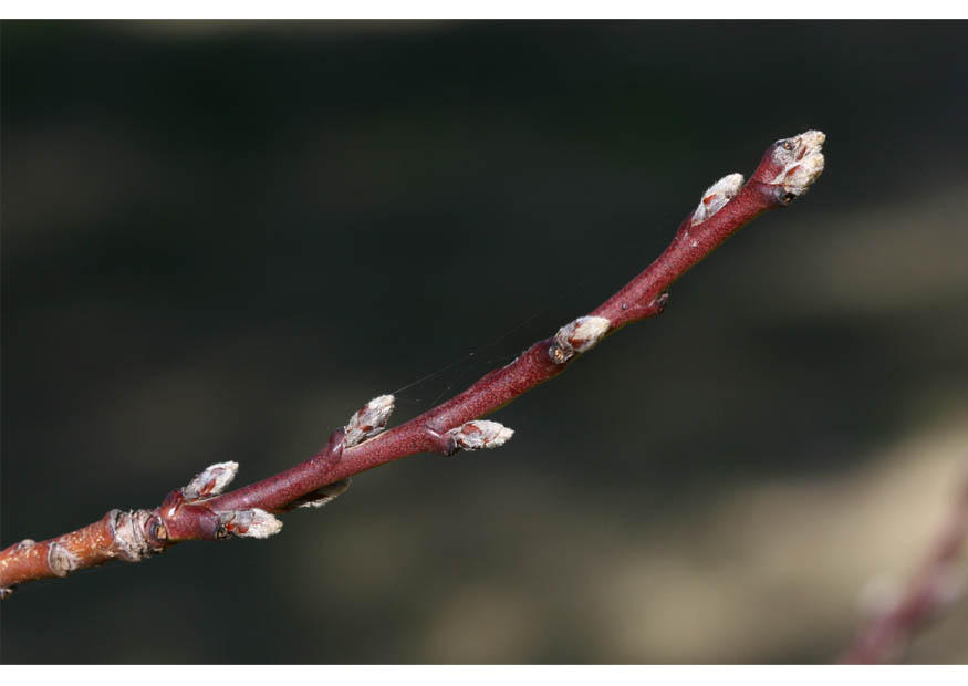 1. knoppen - vroege winter Foto 1. knoppen - vroege winter