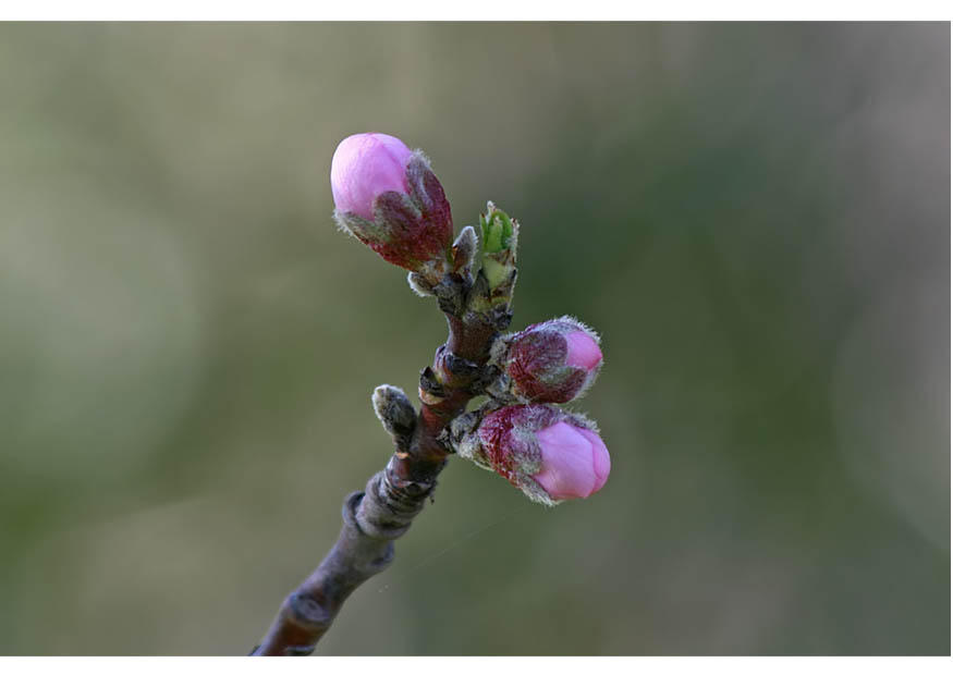 2. bloemknoppen - vroege lente Foto 2. bloemknoppen - vroege lente