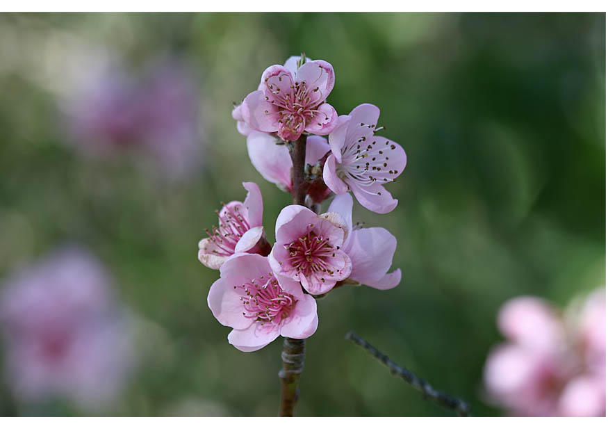 3. bloemen - vroege lente Foto 3. bloemen - vroege lente