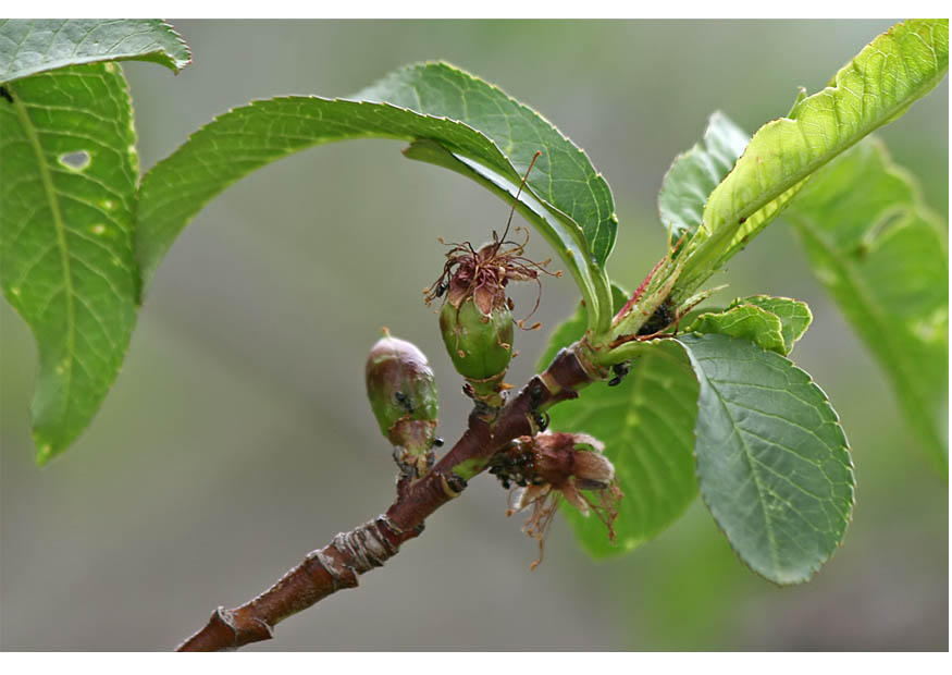 4. beginnend fruit - midden lente Foto 4. beginnend fruit - midden lente