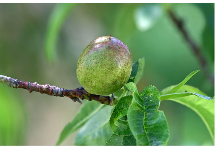 5. fruit rijpt - late lente Foto 5. fruit rijpt - late lente