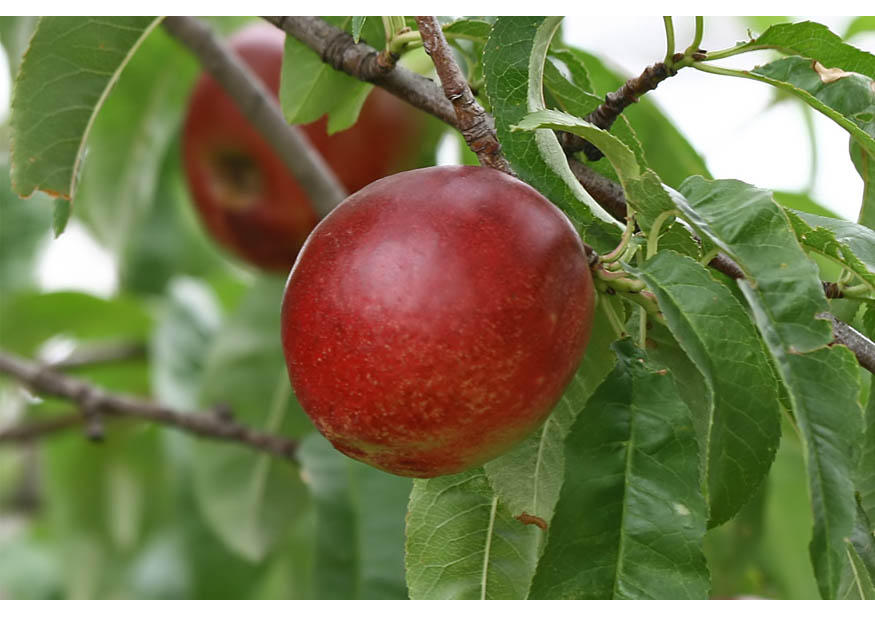 6. rijpe nectarine - midden zomer Foto 6. rijpe nectarine - midden zomer