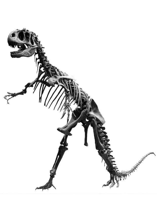 allosaurus skelet Foto allosaurus skelet