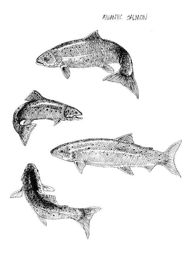 atlantische zalm Kleurplaat atlantische zalm