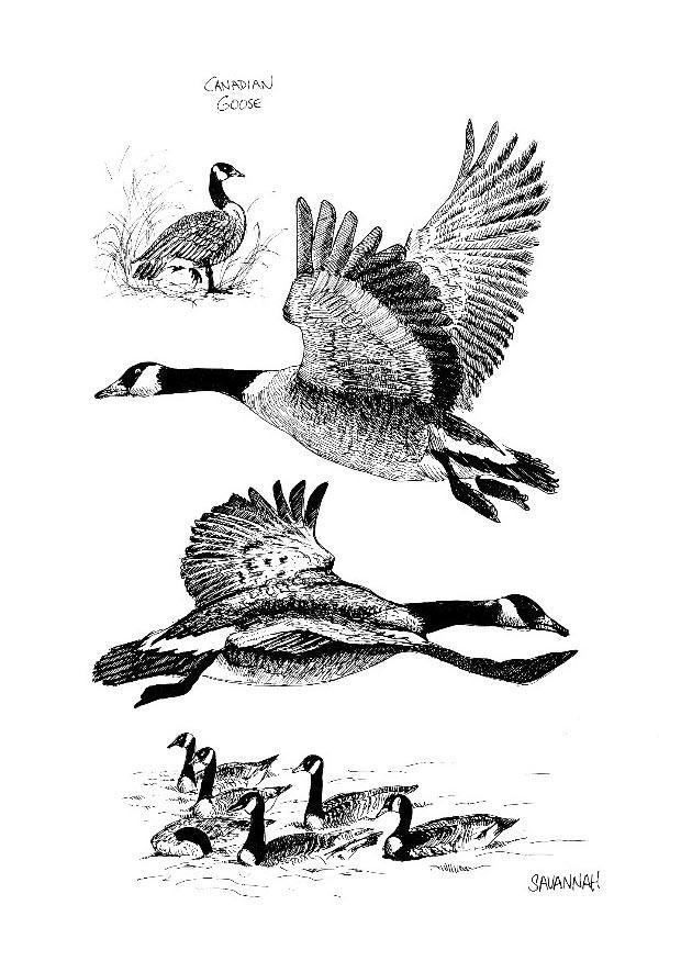 canadese gans Kleurplaat canadese gans