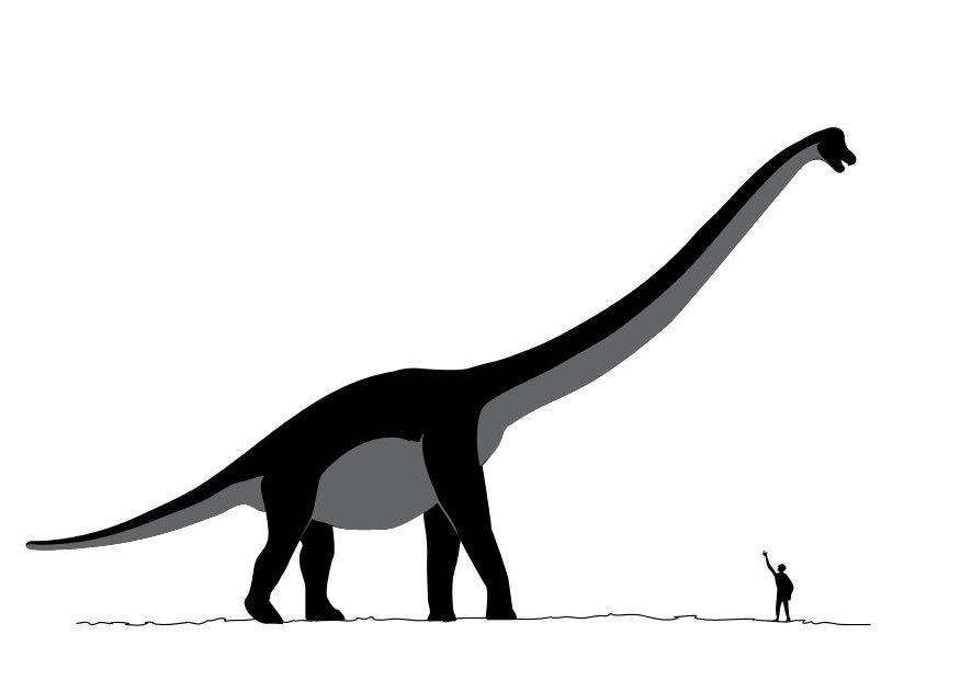 sauroposeidon Kleurplaat sauroposeidon
