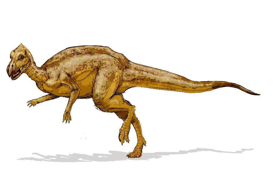 zalmoxes Afbeelding zalmoxes