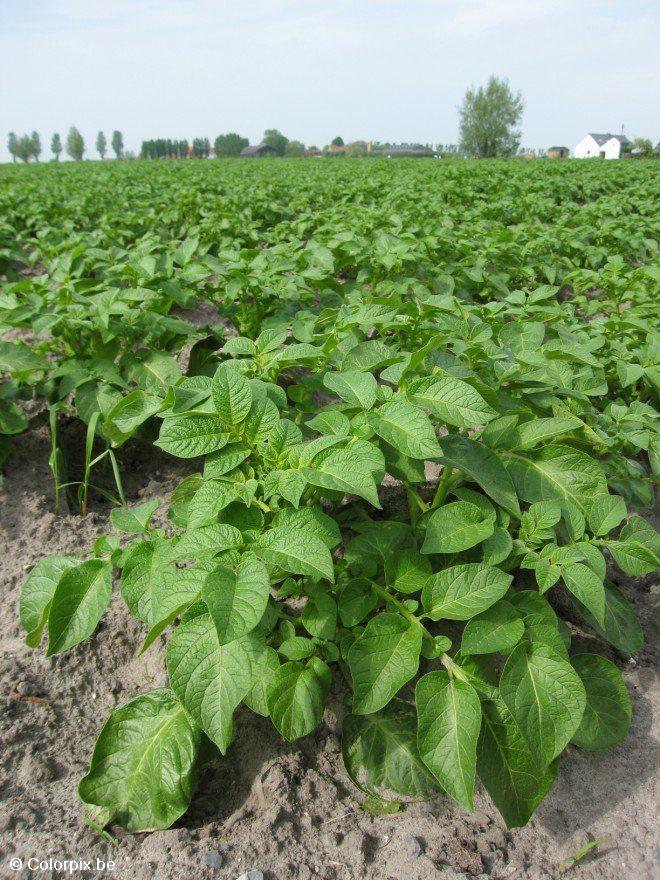 aardappelplant Foto aardappelplant