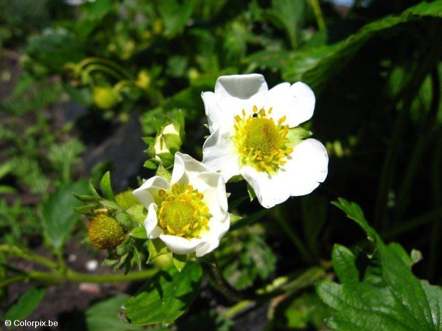aardbei bloesem Foto aardbei bloesem