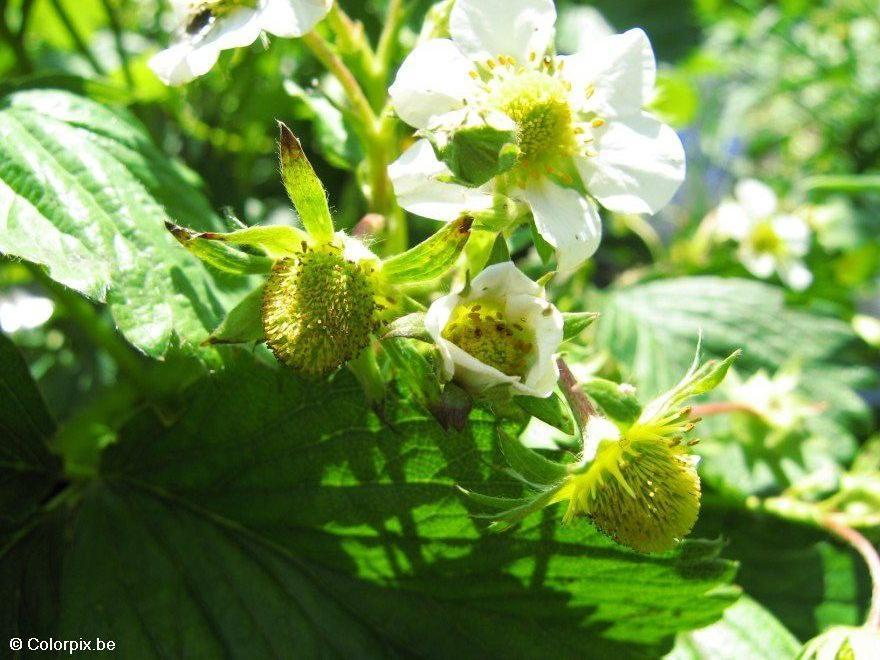 aardbeien 4 Foto aardbeien 4