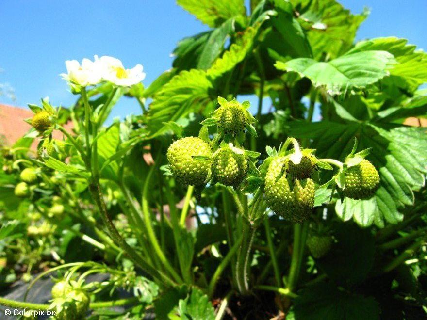aardbeien Foto aardbeien