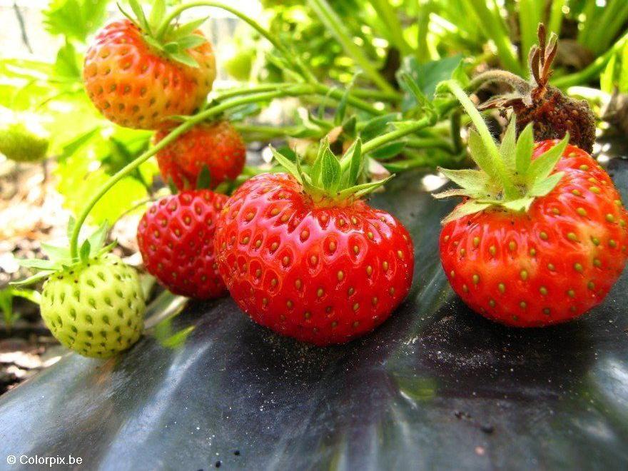 aardbeien Foto aardbeien