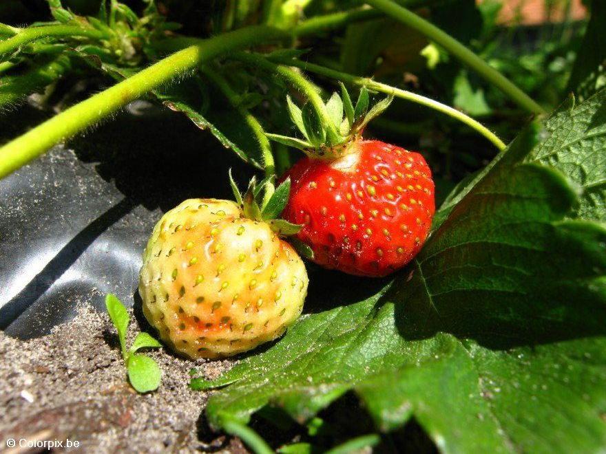 aardbeien 7 Foto aardbeien 7