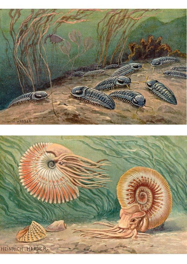 Afbeelding trilobites en ammonoids