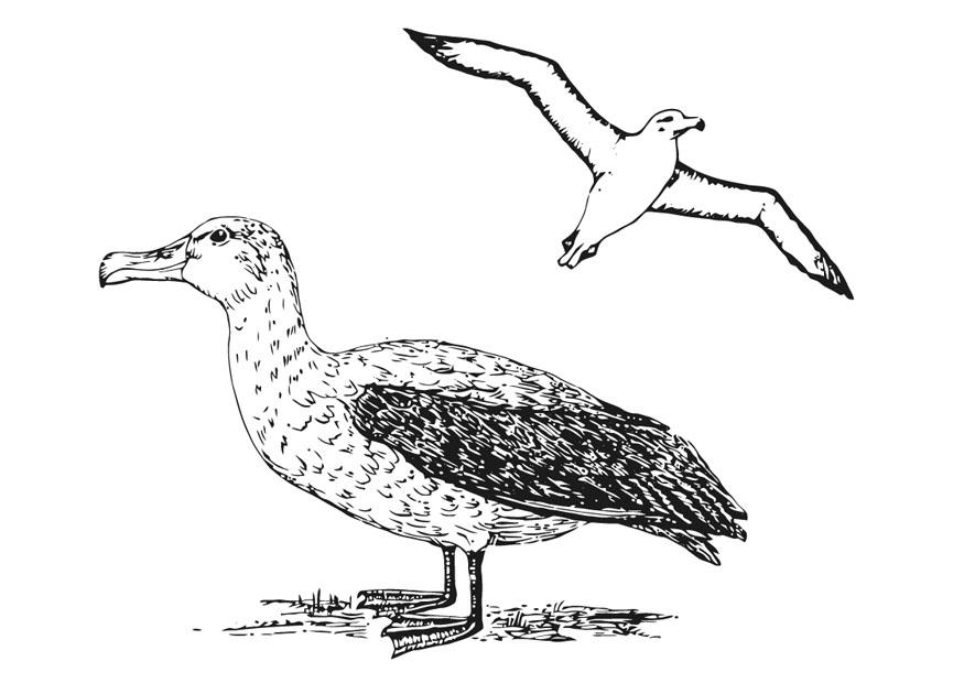 albatros Kleurplaat albatros