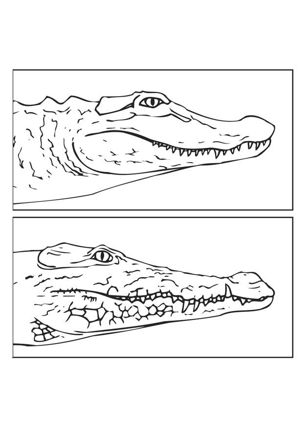 alligator - krokodil Kleurplaat alligator - krokodil