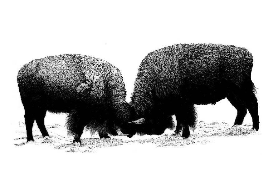 amerikaanse buffels2 Kleurplaat amerikaanse buffels2
