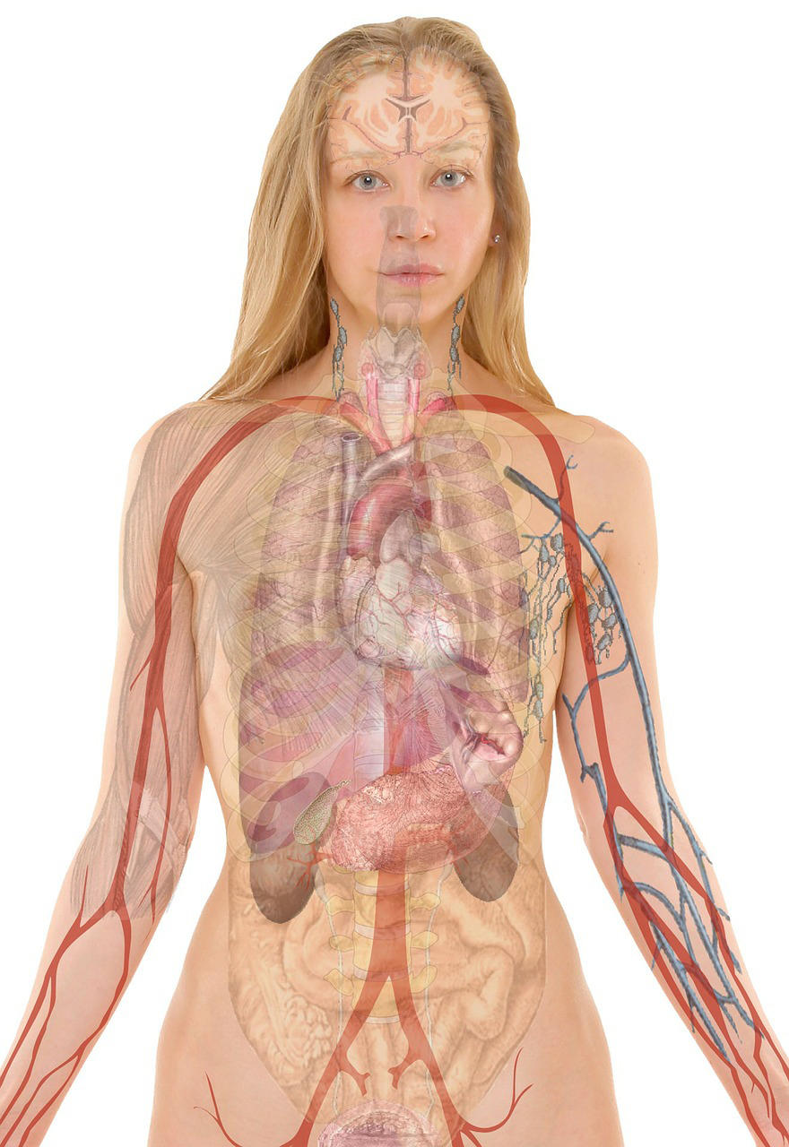 anatomie Afbeelding anatomie