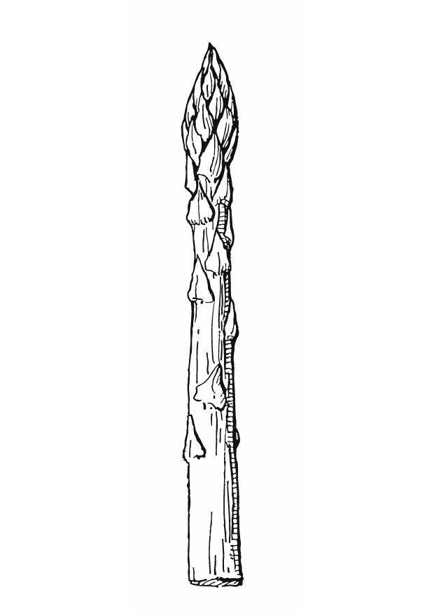 asperge Kleurplaat asperge