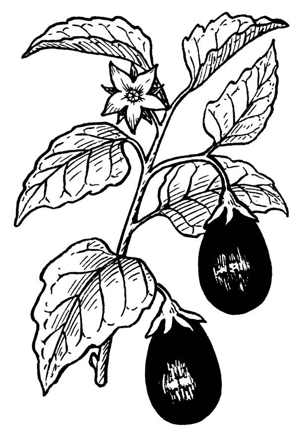 aubergine Kleurplaat aubergine