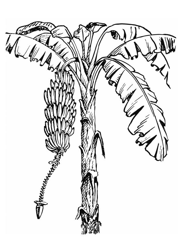 bananenboom Kleurplaat bananenboom