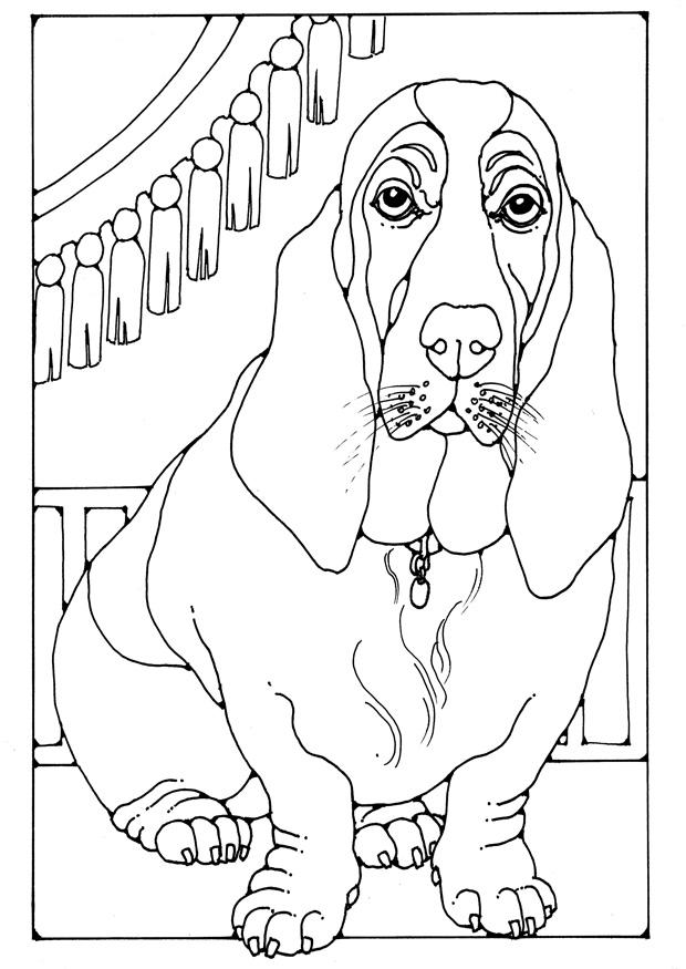 basset Kleurplaat basset