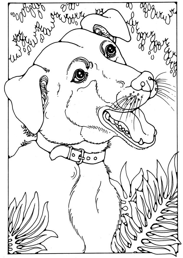bastaardhond Kleurplaat bastaardhond