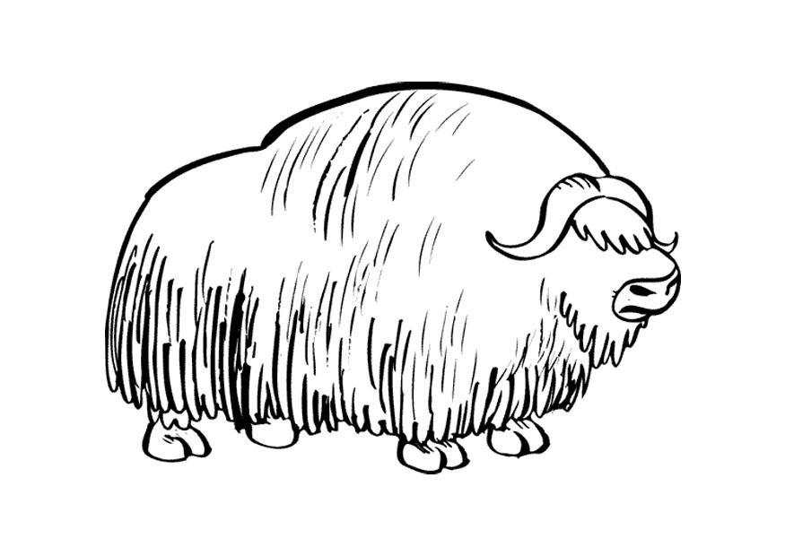 bizon Kleurplaat bizon