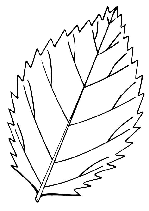 blad Kleurplaat blad