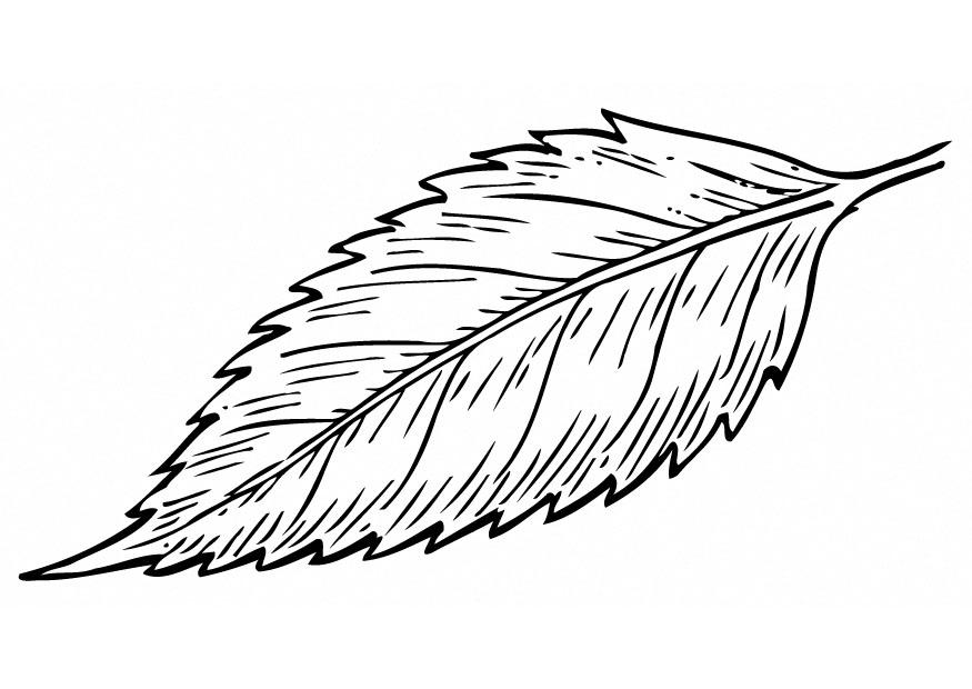 blad Kleurplaat blad