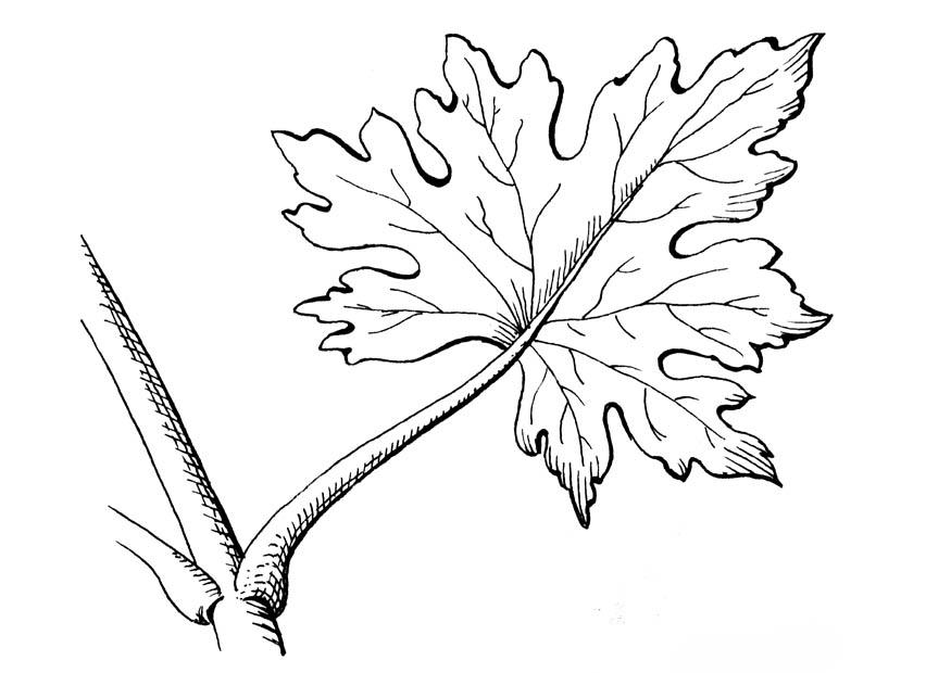 blad Kleurplaat blad