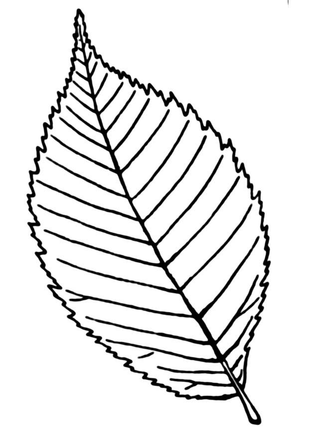 blad Kleurplaat blad