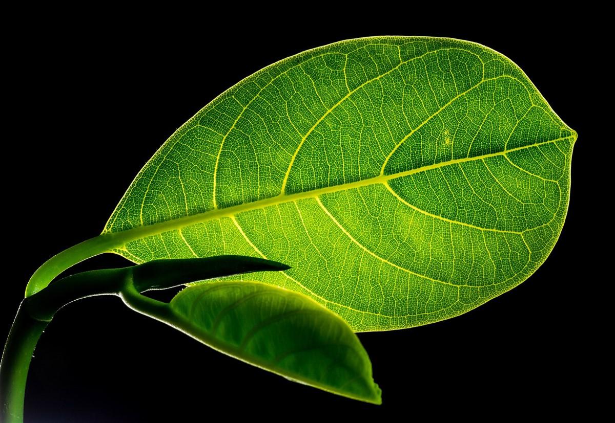 blad met nerven Foto blad met nerven