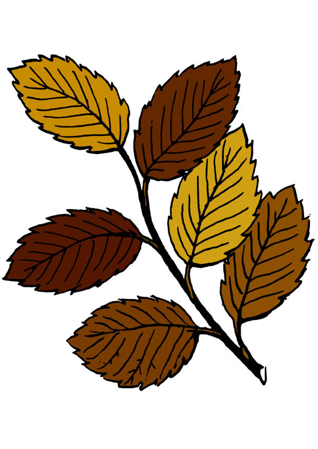 bladeren herfst Afbeelding bladeren herfst