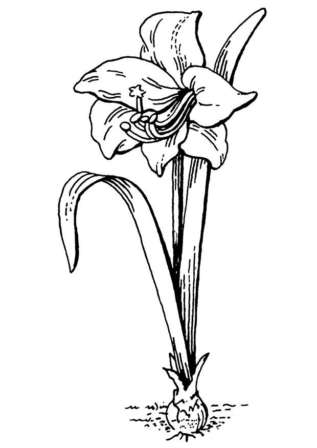 bloem - amaryllis Kleurplaat bloem - amaryllis