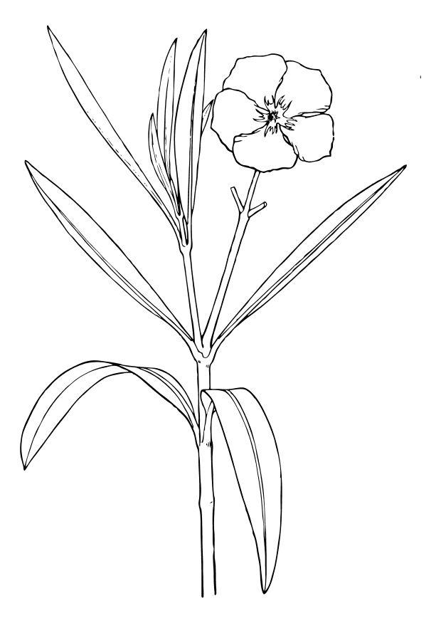 bloem - oleander Kleurplaat bloem - oleander