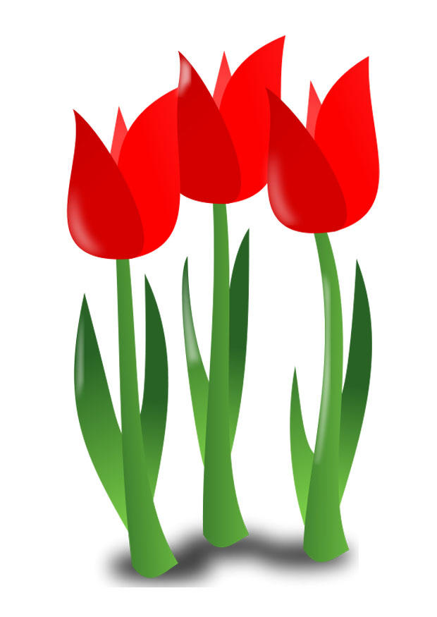 bloemen Afbeelding bloemen
