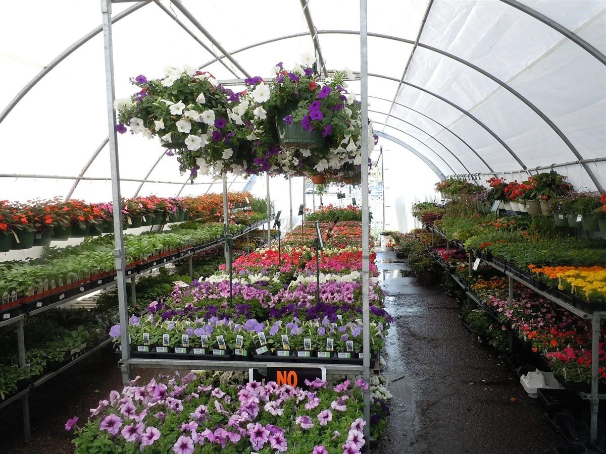 Foto bloemen en planten