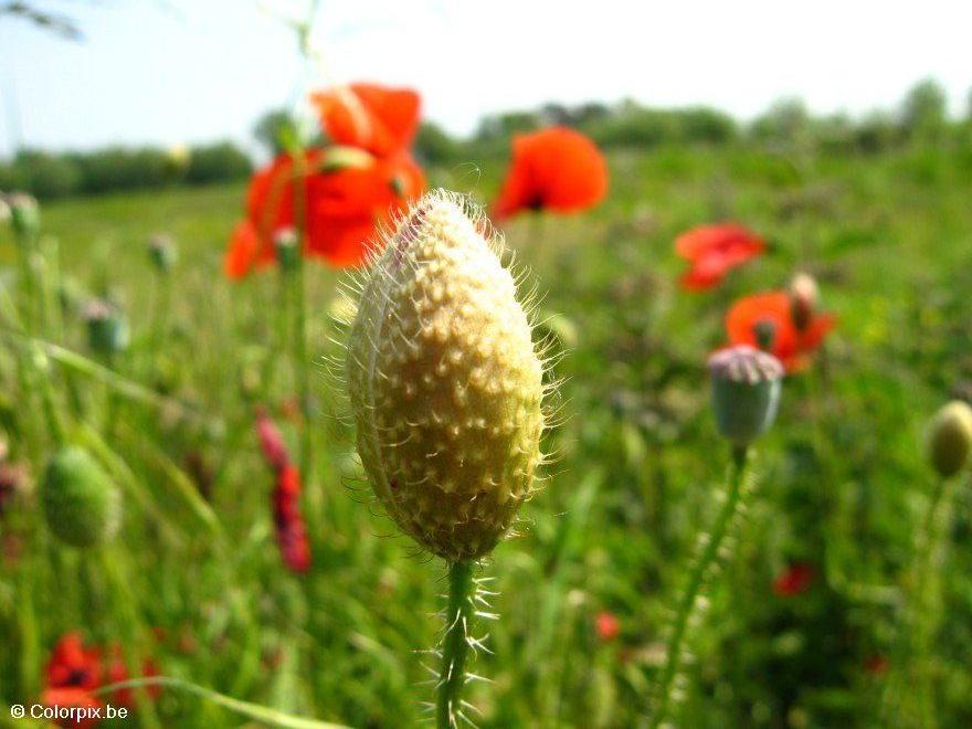 bloemknop klaproos Foto bloemknop klaproos