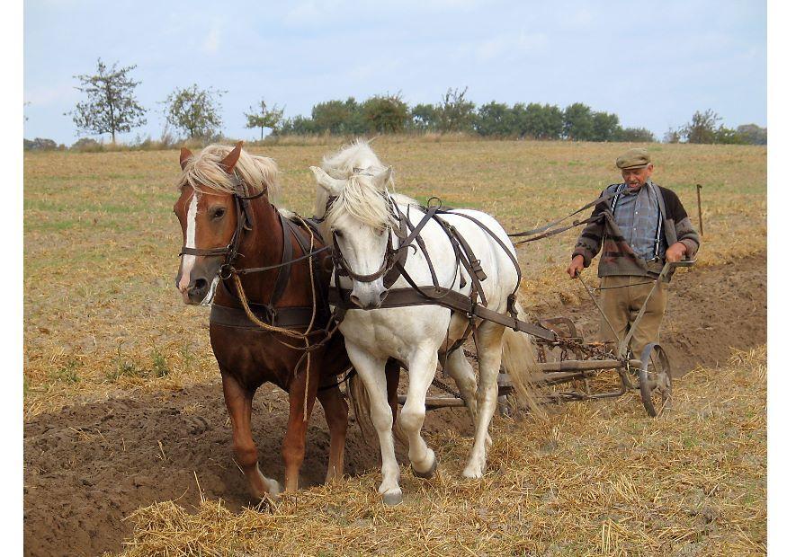 boer Foto boer