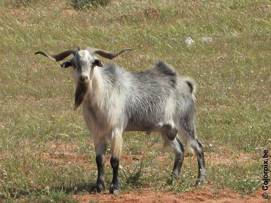 bok Foto bok