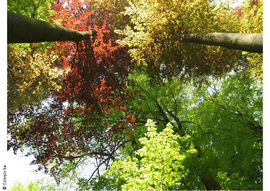 bomen Foto bomen