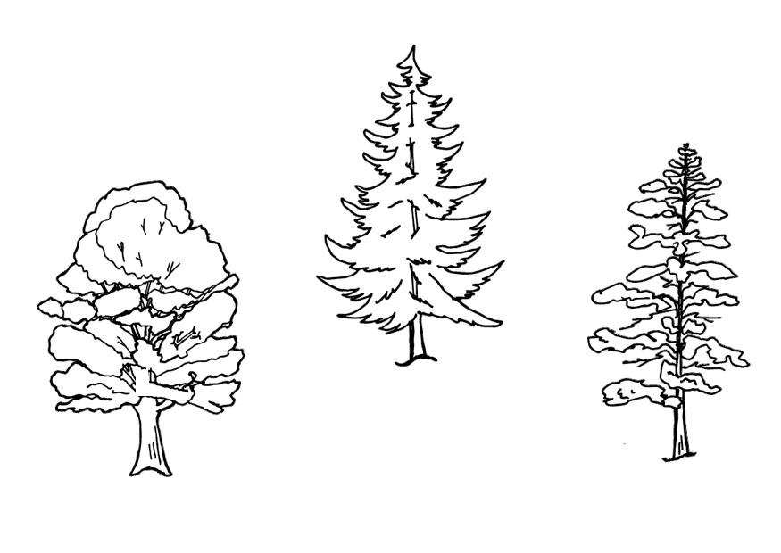 bomen Kleurplaat bomen