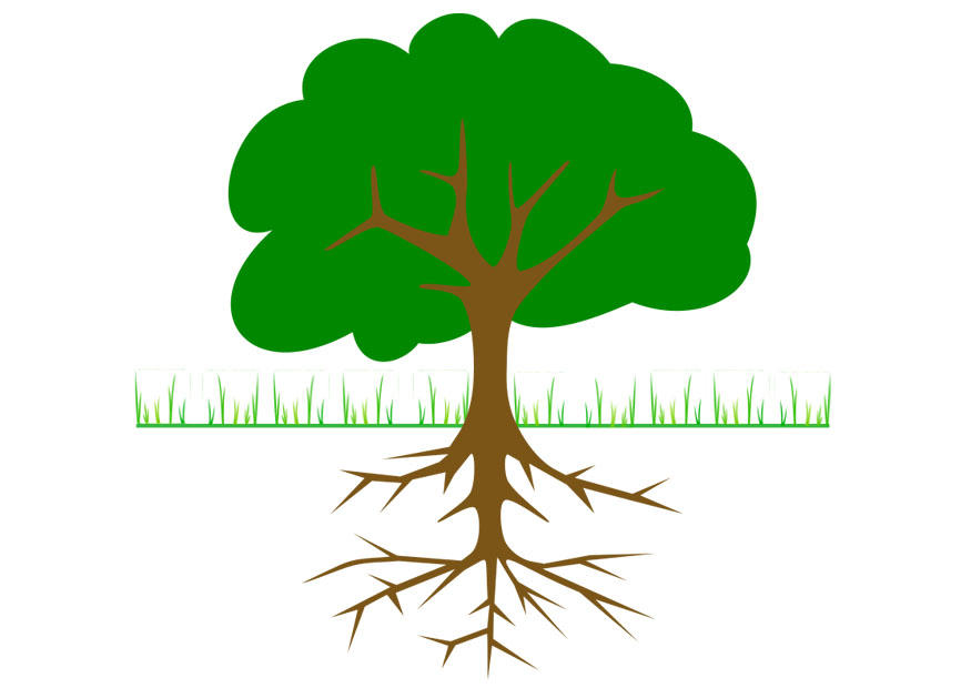boom met wortels Afbeelding boom met wortels