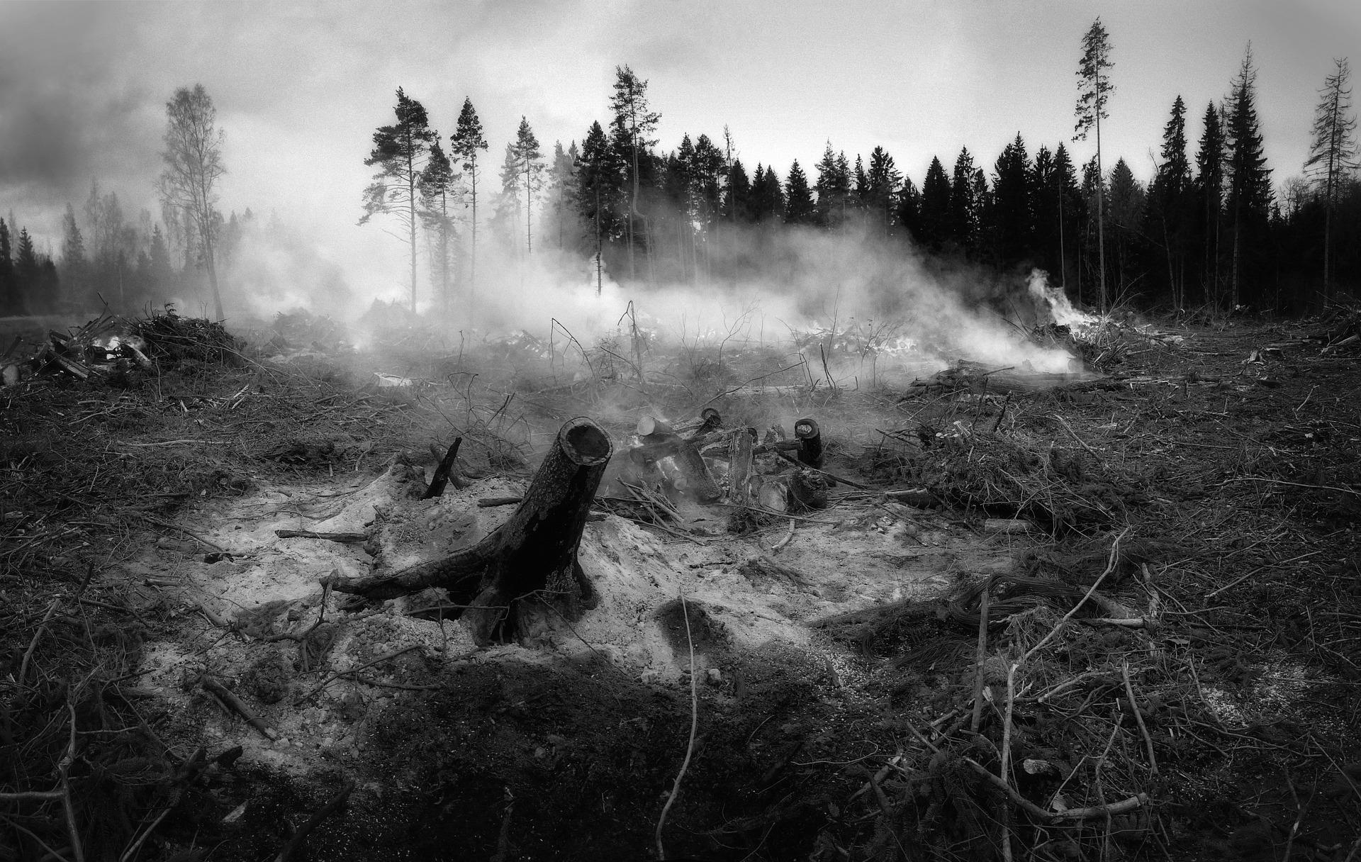 bosbrand Foto bosbrand