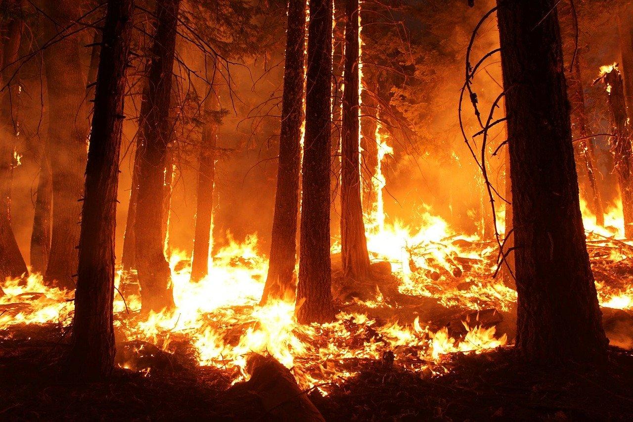 bosbrand Foto bosbrand